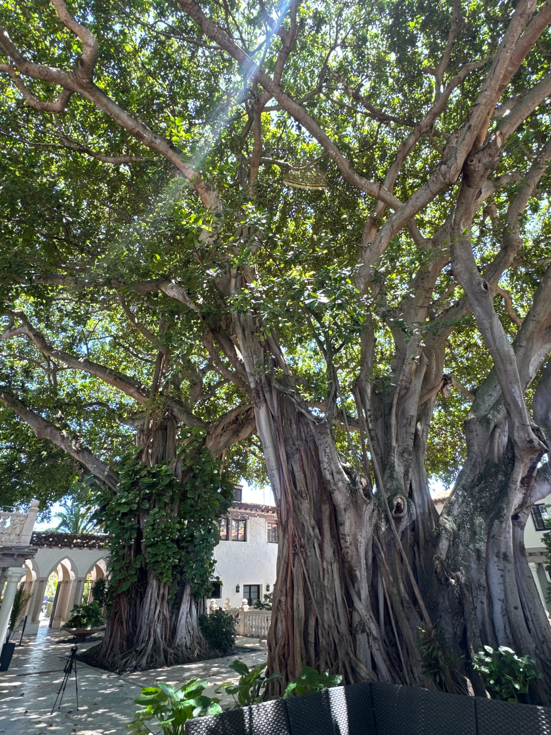 The Addison of Boca Raton Wedding Banyan Tree